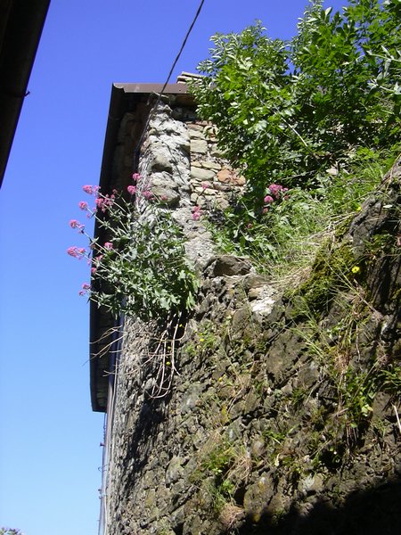 castagnola di minucciano 046.jpg