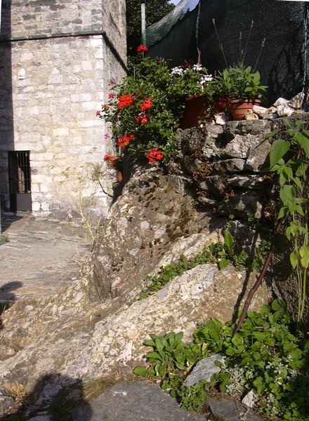 vinca 002.jpg