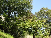DSC02259.JPG