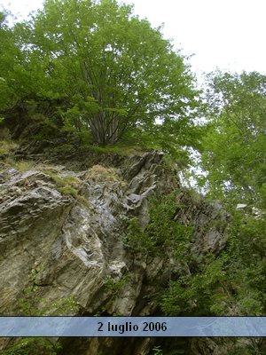 valserenaia (15).jpg