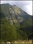 valserenaia (12).jpg