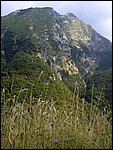 valserenaia (14).jpg