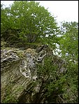 valserenaia (15).jpg